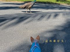 -云南勐巴娜西珍奇园