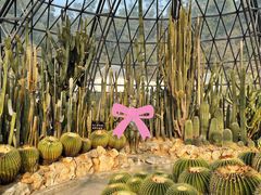 -深圳仙湖植物园
