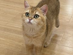 -有喵·猫咖·狗咖·40+猫狗有小奶狗(岗厦店)