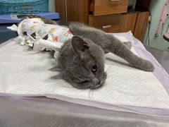 -纳吉亚猫专科动物医院博雅分院