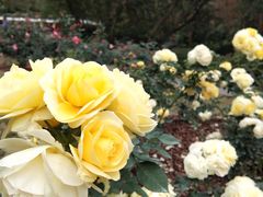 -人民公园(罗湖区)