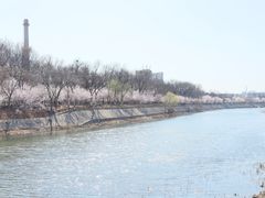-桃花堤公园