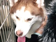 -宠福鑫康馨动物医院·骨科·眼科
