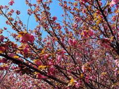 -高东镇樱花园