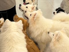 -安格丽娜·狗咖·猫咖羊驼咖(春熙路百盛商场店)