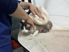 -萌兽医馆·宠物医院·猫骨科(创景店)