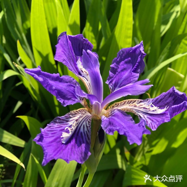 美丽的鸢尾花