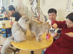 -Let's go狗咖·猫咖·奶狗·桌游(春熙路IFS店)