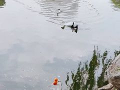 -团结湖公园