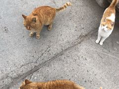 -东方熊牧场
