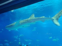 -烟台海昌鲸鲨海洋公园