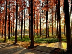 -黄海国家森林公园