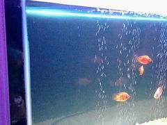 android_upload_pic-唯爱KTV聚会餐厅(仙林东城汇店)