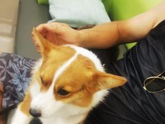 -北京观赏动物医院·24小时大型综合·猫专科·异宠专科