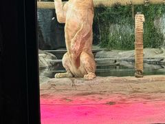 -清迈夜间动物园