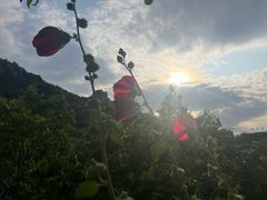 -崂山水果园农家宴(泉水鸡店)