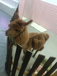 -Moni星球萌宠·小马宝莉·灵蛇·高端高阶全萌宠互动体验俱乐部(红豆国际广场店)