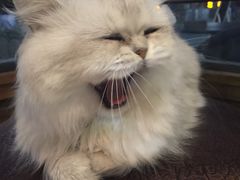 -Oh My Dog宠物沙龙(伊珊娜皮毛护理店)