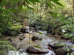 -莫里热带雨林景区