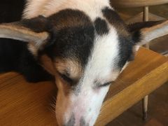 -萌喵咖啡屋(人民东路4号口M16商铺店)