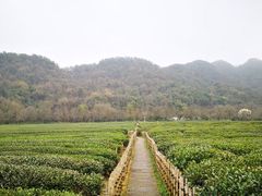 -中国茶叶博物馆(双峰馆区)