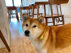 -猫小主咖啡·猫咖cat cafe(福田店)