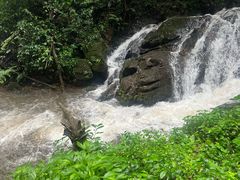 -莫里热带雨林景区