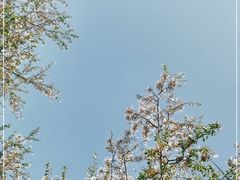 -天王浮山樱花园