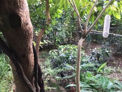 -呀路古热带植物园