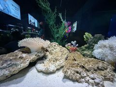 -重庆欢乐海底世界