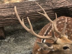 -清迈夜间动物园