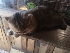 -壹六猫窝(谷德店)