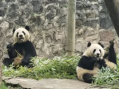-都江堰中华大熊猫苑