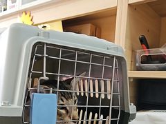 -宠福鑫康馨动物医院·骨科·眼科