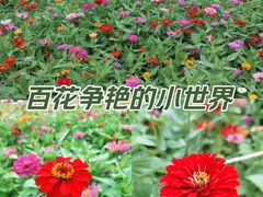 -朝阳公园