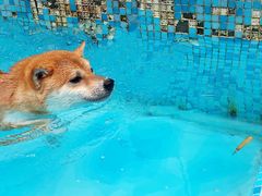 -汪说喵讲宠物乐园宠物酒店(红星美凯龙店)