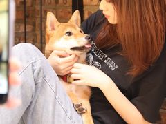 -柴犬高等学院·狗咖·柴犬售卖·宠物训练