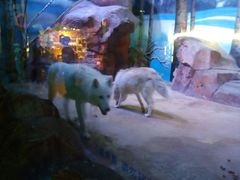 -芜湖新华联大白鲸海洋公园