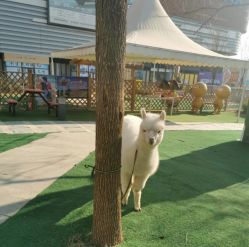 -萌宠亲子动物乐园(槐房万达店)