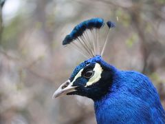 -青藏高原野生动物园