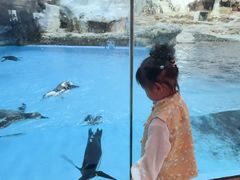 -帝企鹅自助餐厅•儿童岛•真企鹅(长隆企鹅酒店)