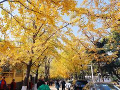 -八大关景区