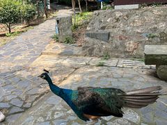 -南京老山国家森林公园
