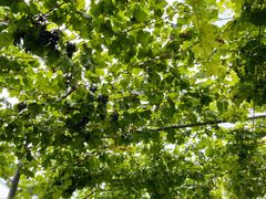 -金谷域澳洲庄园