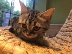 -李小姐の猫咖啡馆(五角场店)