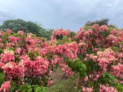 -中国科学院西双版纳热带植物园