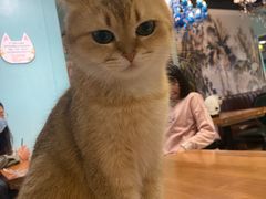 -猫小院猫主题餐厅(三里屯店)