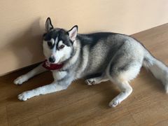 -Husky Go! 哈士奇体验馆·宠物咖啡厅狗咖