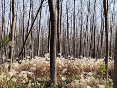 -黄海国家森林公园