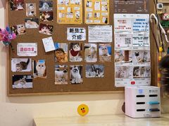 -滚猫咖啡·猫咖·猫友好撸猫(未来城店)